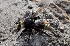 Laphria gibbosa