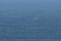 Eschrichtius robustus