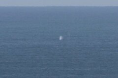 Eschrichtius robustus