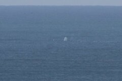 Eschrichtius robustus