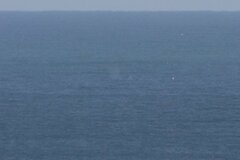 Eschrichtius robustus