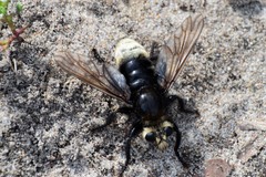 Laphria gibbosa