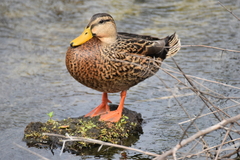 Anas platyrhynchos × fulvigula
