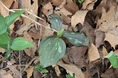 Trillium recurvatum