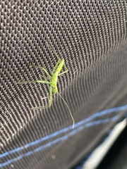 Trigonotylus caelestialium