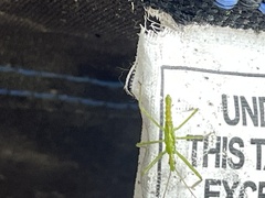 Trigonotylus caelestialium