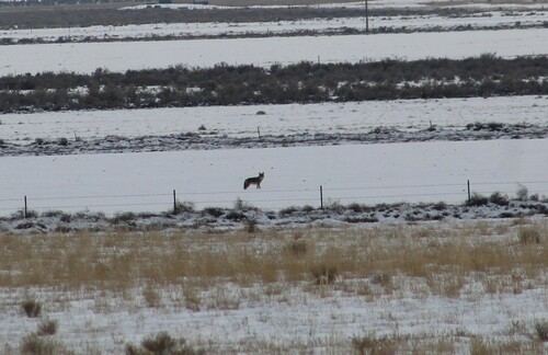 Coyote photographed in Utah