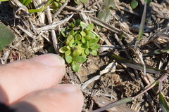 Stellaria parva