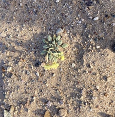 Chylismia claviformis