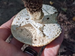Agaricus nanaugustus