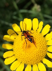 Stenurella bifasciata