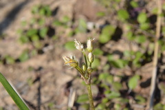 Nothoscordum bivalve