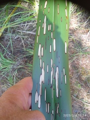 Orthoclydon praefectata