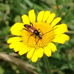 Stenurella bifasciata