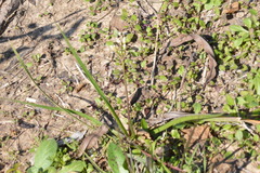Nothoscordum bivalve