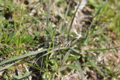 Bouteloua rigidiseta