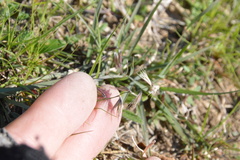 Bouteloua rigidiseta