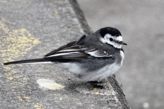 Motacilla alba yarrellii