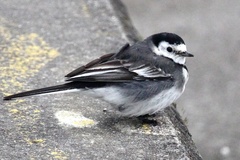 Motacilla alba yarrellii