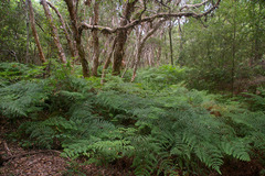 Pteris comans