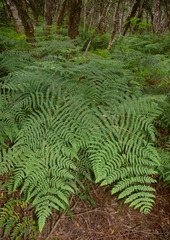 Pteris comans