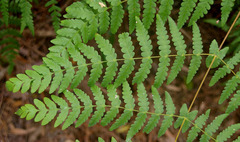 Pteris comans