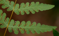 Pteris comans