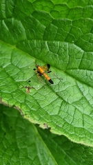Ctenochares bicolorus