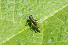 Liebermannacris dorsualis