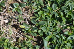 Mecardonia procumbens