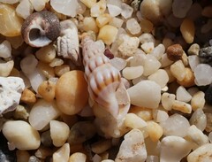 Austrodrillia angasi