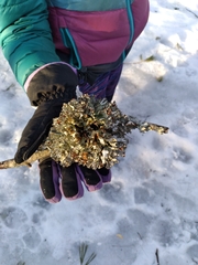 Platismatia tuckermanii