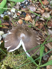 Amanita pekeoides