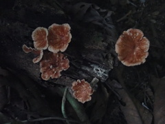 Podoscypha petalodes