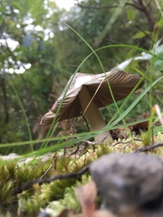 Amanita pekeoides