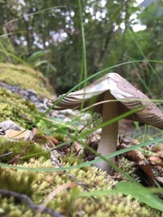 Amanita pekeoides