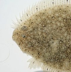 Pseudorhombus arsius