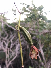 Encyclia