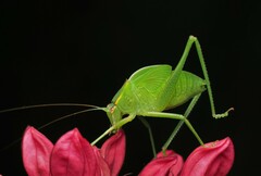 Caedicia simplex