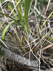 Encyclia