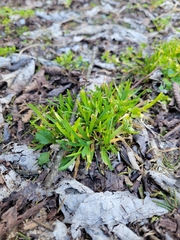 Poa annua