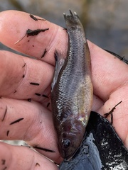 Aphredoderus sayanus