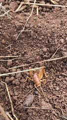 Ceuthophilus californianus