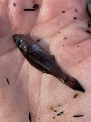 Aphredoderus sayanus