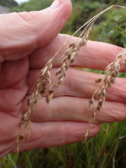 Anthoxanthum cupreum