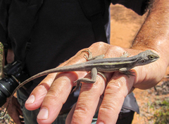 Diporiphora
