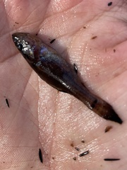Aphredoderus sayanus