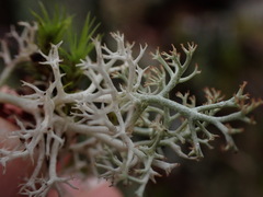 Cladonia arbuscula mitis