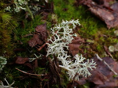 Cladonia arbuscula mitis