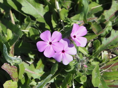 Phlox glabriflora